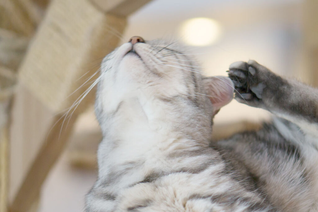 Striped gray cat scratching their head with their hind leg.