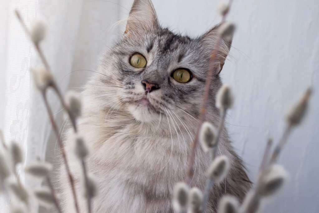 Gray cat with green eyes looking through plants inside of a home.
