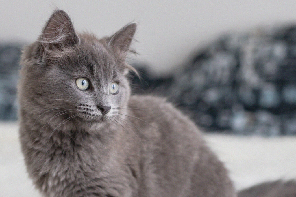 Grey cat with blue eyes looking to the left of the camera