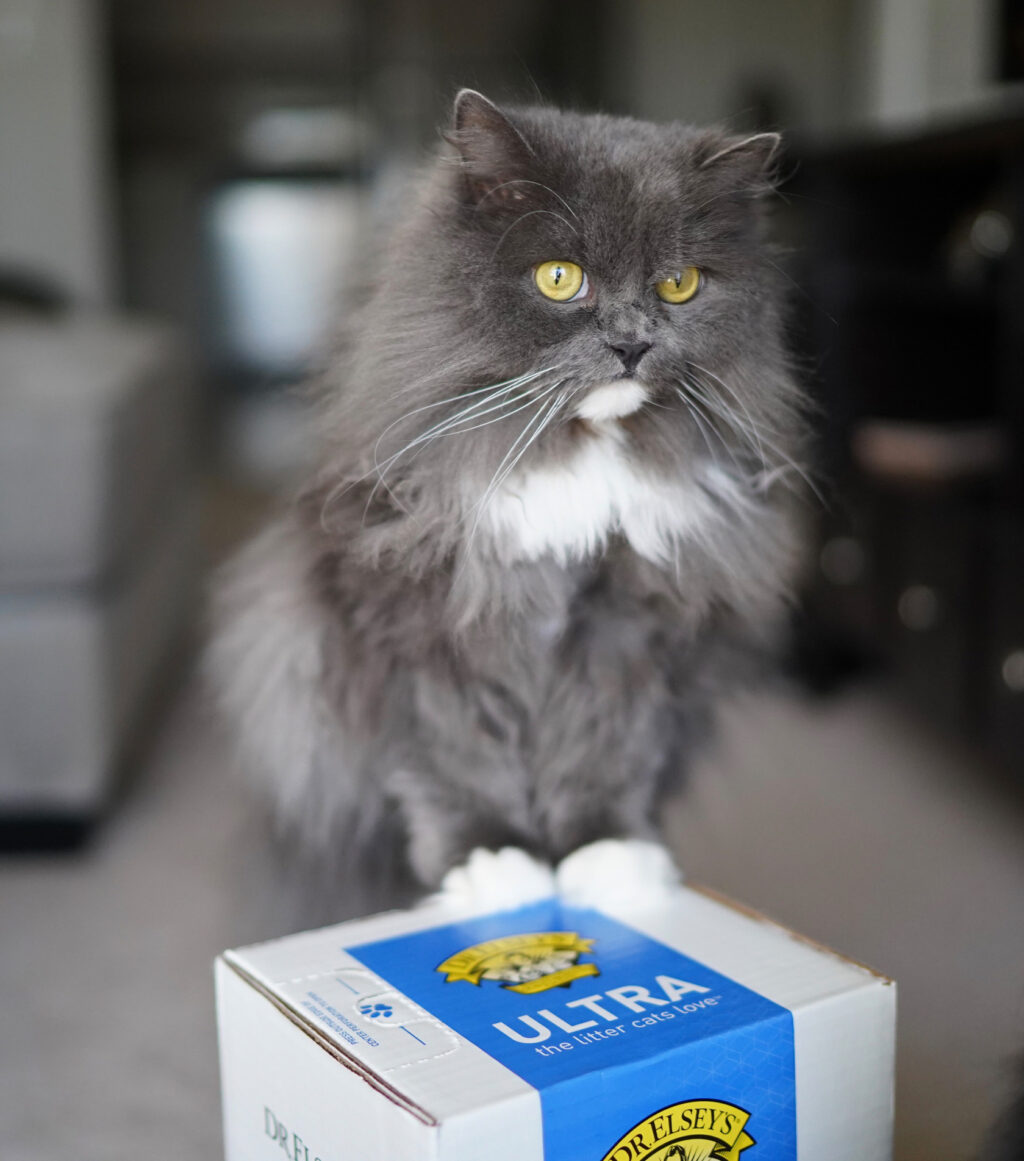 Cat sitting on box of Dr. Elsey's Ultra cat litter.