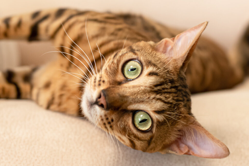Close up of brown striped cat with green eyes laying sideways on a couch.