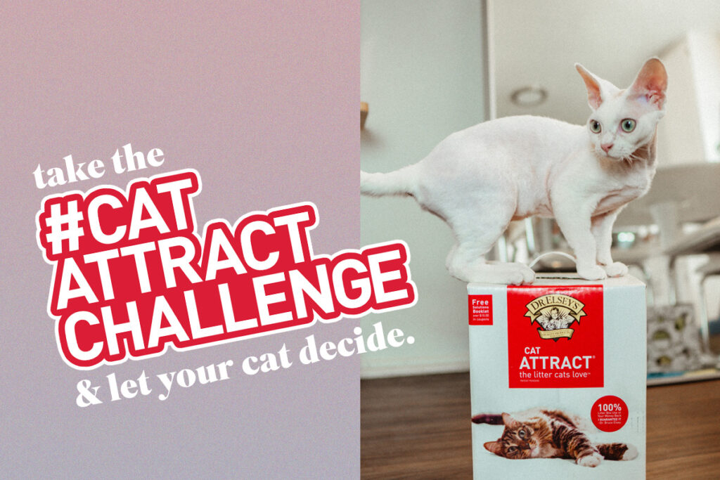 take the #catattractchallenge & let your cat decide.