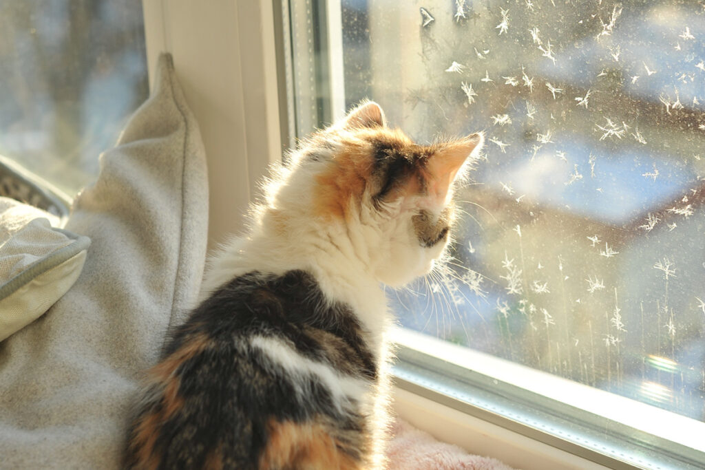 Multi-colored kitten looking out of a frosted window.