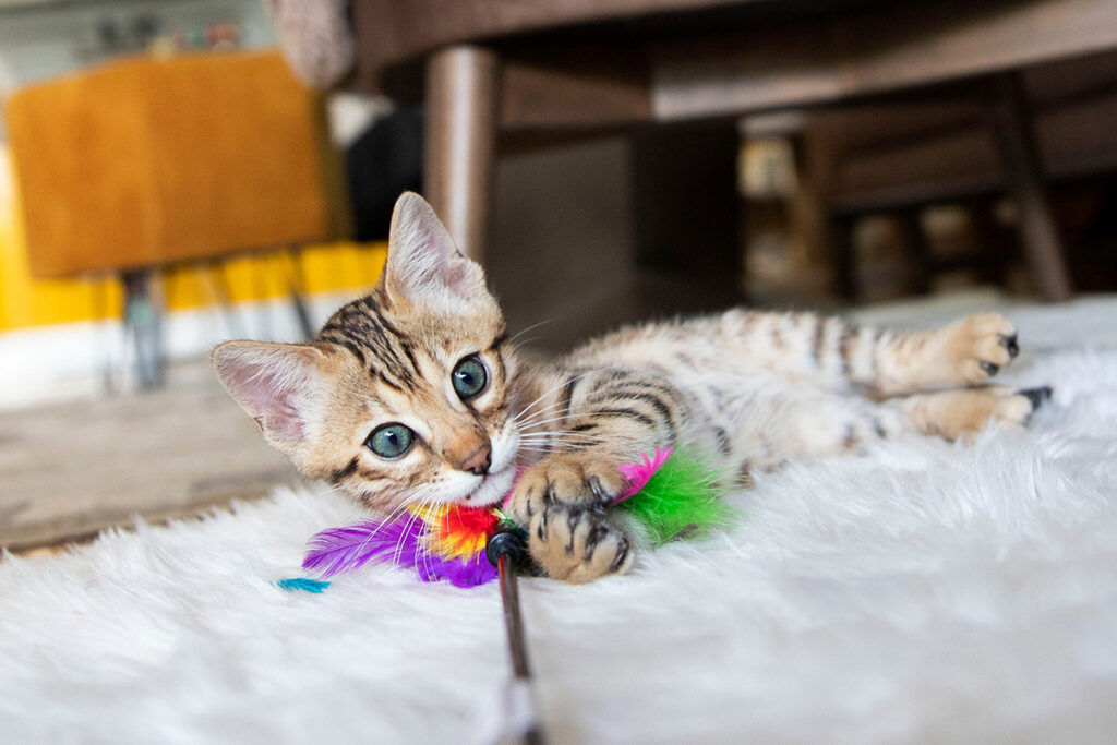 Small striped kitten playing with colorful toys.