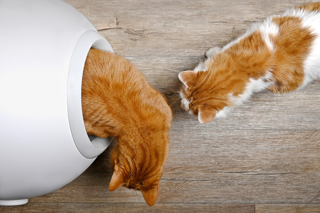 Two orange cats coming out of a white robot litter box.
