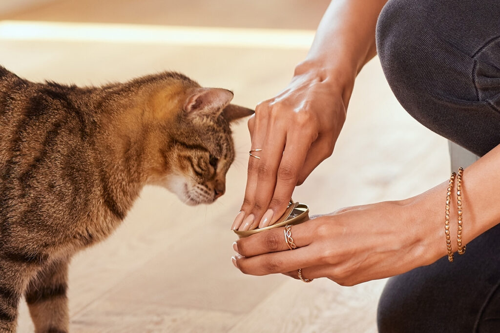 feeding cat canned food