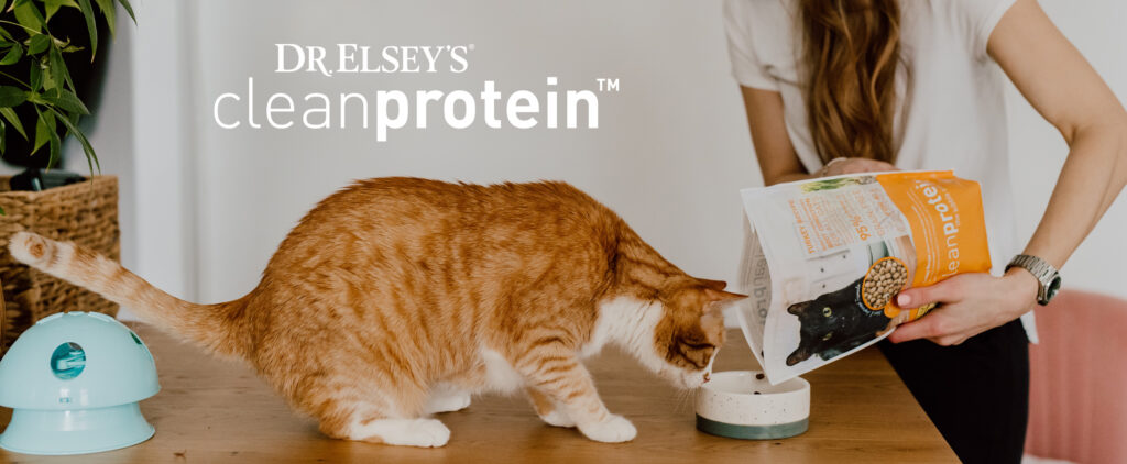 Orange tabby cat eating Dr. Elsey's cleanprotein™.