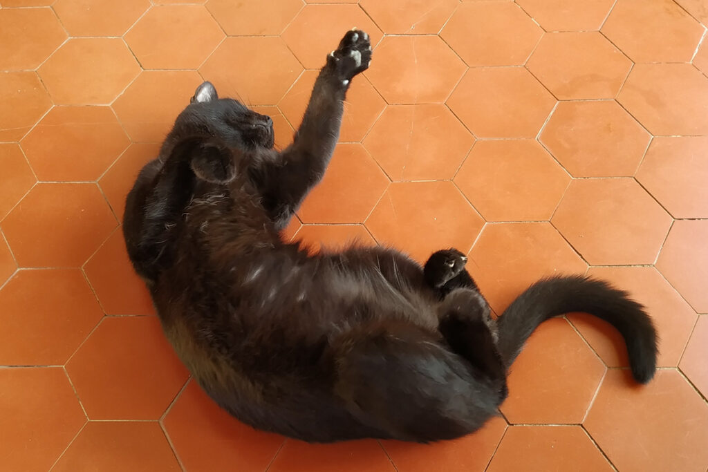 cat rolling around on the floor