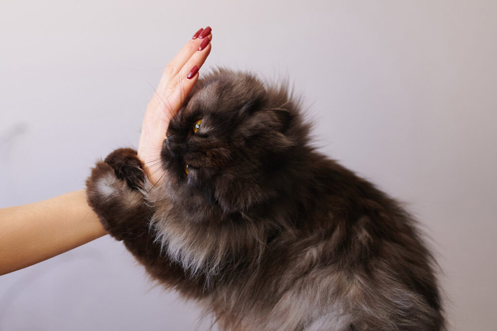 cat and hand